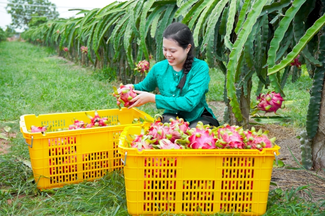 LƯU TRỮ & VẬN CHUYỂN TRÁI CÂY AN TOÀN, CHẮC CHẮN CÙNG SÓNG NHỰA DUY TÂN